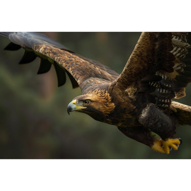 Eagle Painting